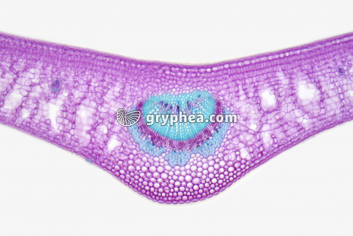 Feuille de Houx CT x25 - gryphea.org